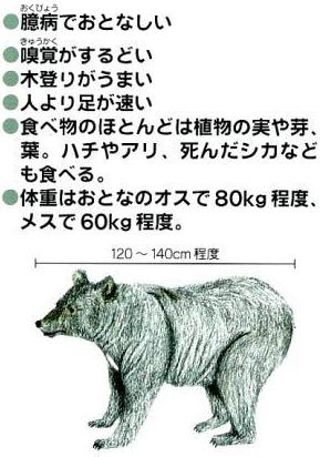 ツキノワグマの特徴の画像