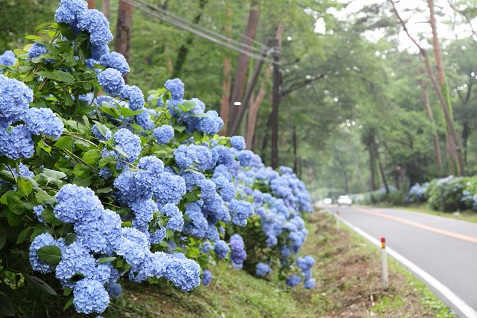 那須街道にブルーのあじさいが咲いている様子