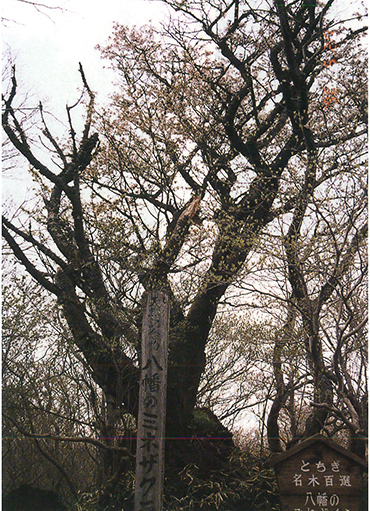 八幡のミネザクラ 八幡のミネザクラ