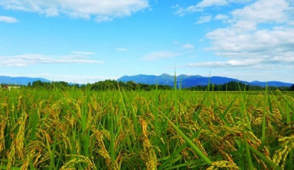 働く_稲の実った田んぼ